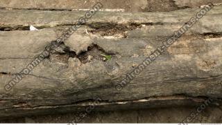 tree bark 0013